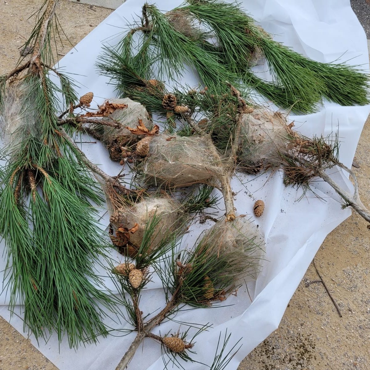 Chenilles processionnaires Lardy