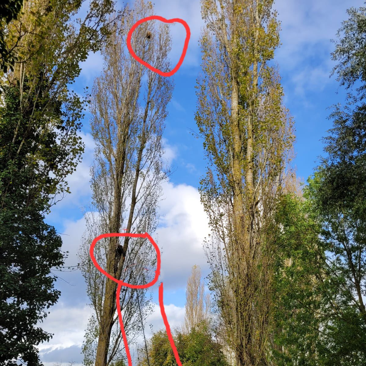 Frelon asiatique Lardy