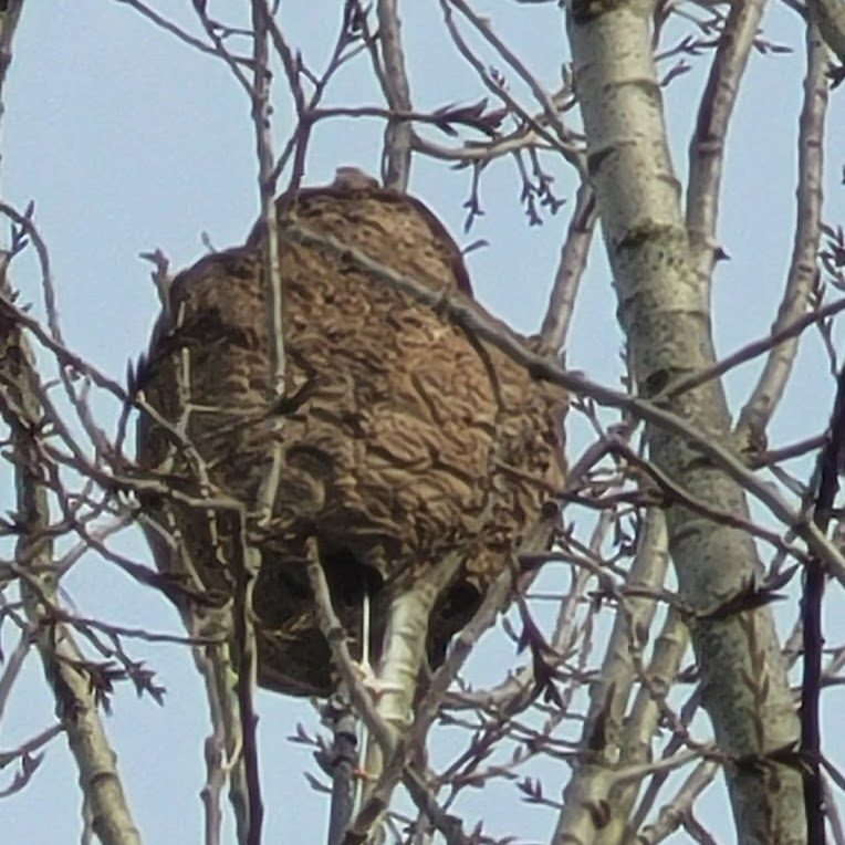 Destruction nid guêpes Lardy